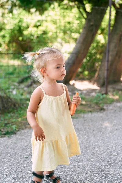 Küçük kız elinde havuçla metal çitin yanında duruyor. Yüksek kalite fotoğraf