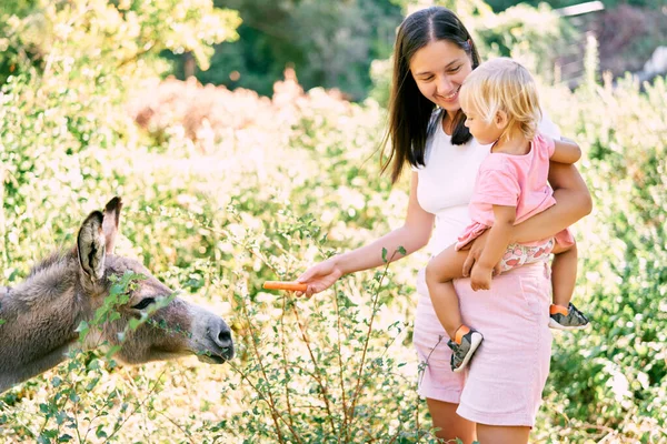 Mamma Med Liten Flicka Famnen Matar Åsna Med Morötter Parken — Stockfoto