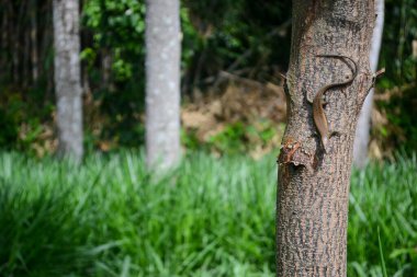 Ormandaki bir ağaç gövdesinin yakın çekimi.