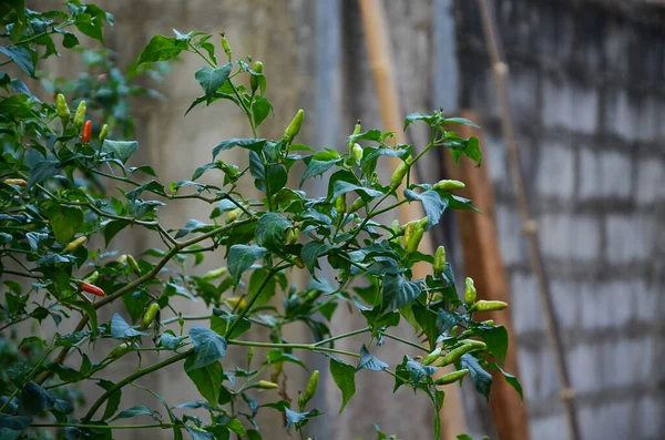 Bahçedeki bir ağacın yeşil yaprakları