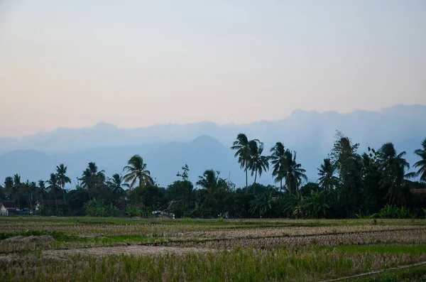 Sabah pirinç tarlası