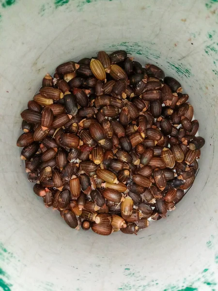 Melinjo seeds in a container