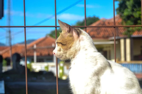 Kedi sokakta oturuyor.