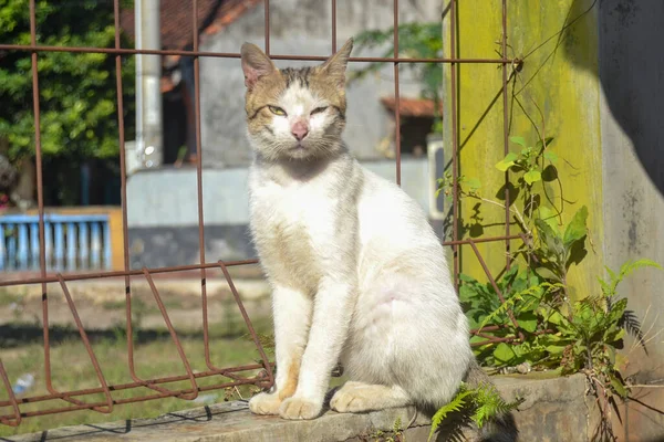 Kedi sokakta oturuyor.