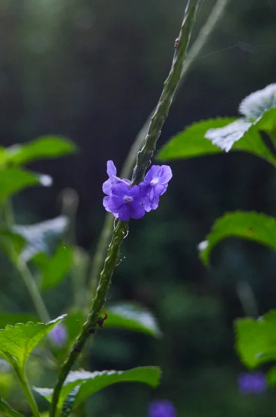 Bahçedeki güzel çiçekler