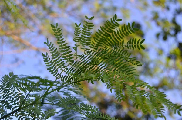 Ormandaki bir ağacın yeşil yaprakları
