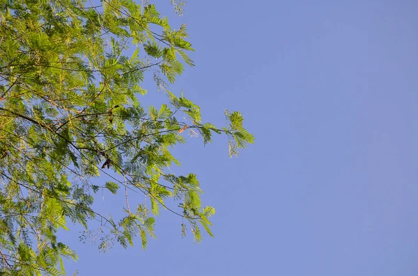 Doğanın güzel manzarası