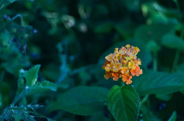 Güzel botanik fotoğrafı, doğal duvar kağıdı.