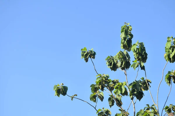 Mavi gökyüzünün arka planında yeşil yapraklar