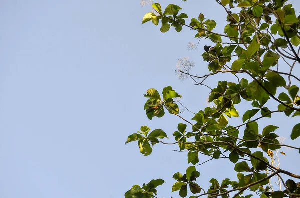Ağaçtaki yeşil yapraklar