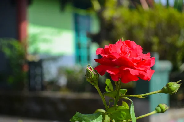 Bahçedeki güzel çiçekler