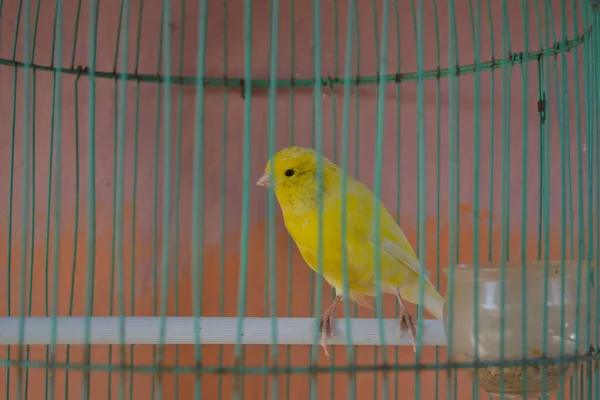 Şirin bir kuşun yakın plan fotoğrafı.