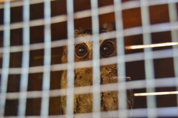 içinde belgili tanımlık kafes kuşu