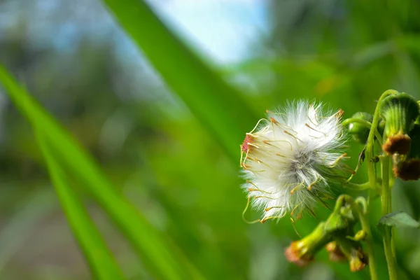 Güzel botanik fotoğrafı, doğal duvar kağıdı.