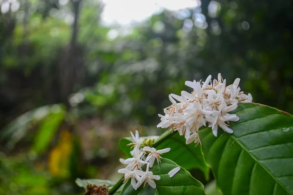 Bahçede beyaz çiçekler