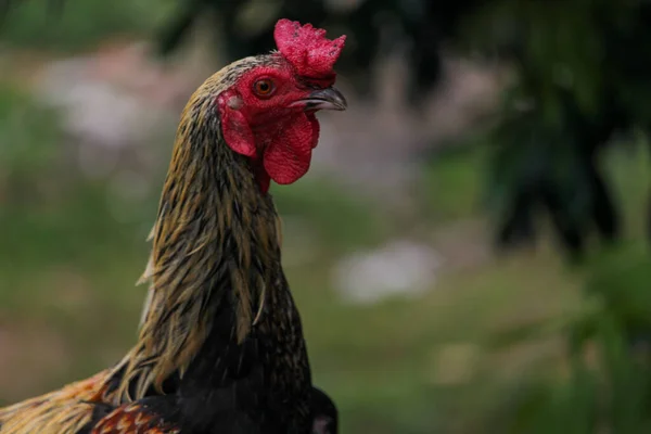 Gruptaki bir horoz, yakın çekim