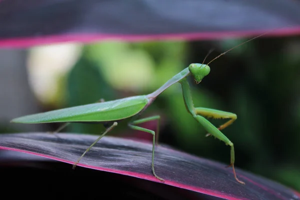 Böceğe yakın, doğa konsepti