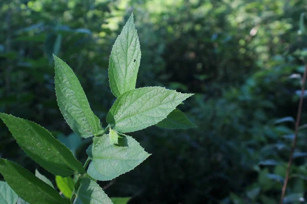 Bahçedeki bir bitkinin yeşil yaprakları