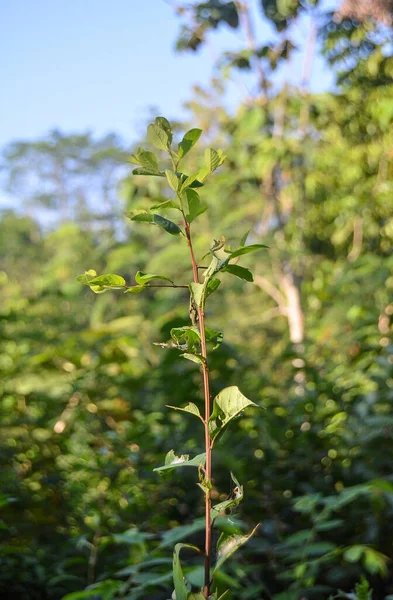 Bahçedeki bir ağacın yeşil yaprakları