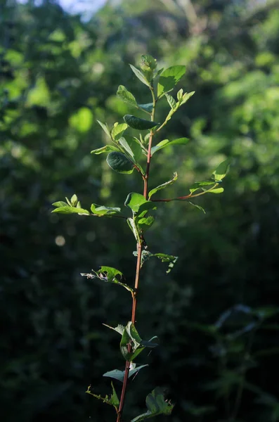 yeşil yapraklar, bitkiler ve yapraklar