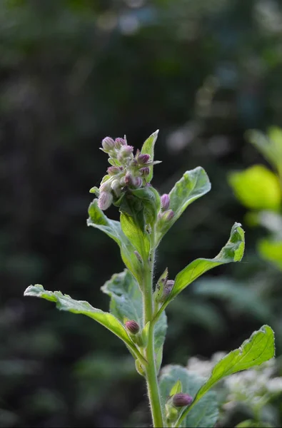 Bahçede yetişen yeşil bitkilere yakın.