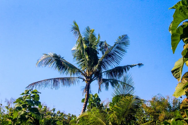 Coconut tree in the forest