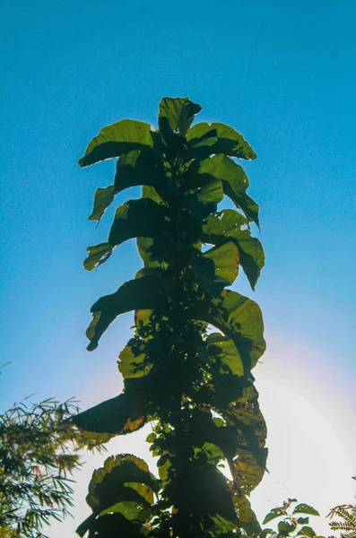 Ormanda yeşil yapraklar