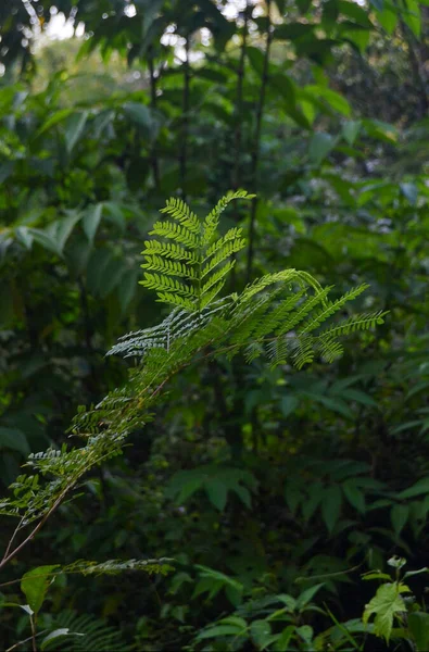 Bahçedeki bir bitkinin yeşil yaprakları