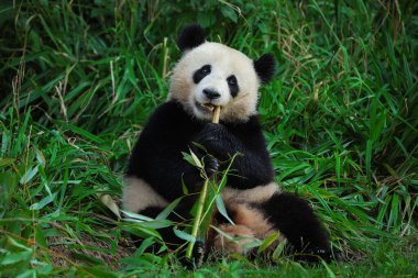 Satisfied panda feeding on bamboo