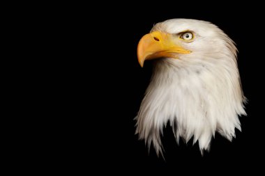The head of a bald eagle against a black background. The symbol of the United States of America.