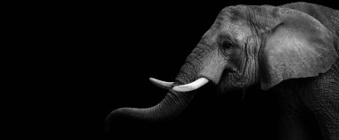 Black and white face elephant. Portrait african elephatn on the black background.