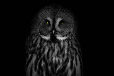 Barn owl on a black background.