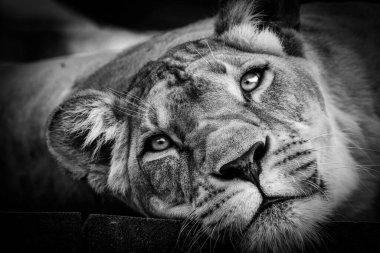 Female wild lion desert lying in the grass.