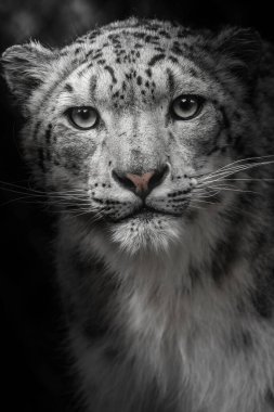 Black-white portrait of a snow leopard.