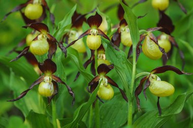 The most famous Czech orchid, which is the most endangered in our country.