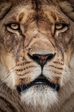 The detail of a lioness looking directly into the lens.