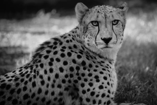 Black and white portrait cheetah.