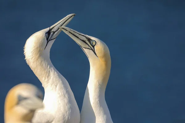 Animal in the wild. Detail of a pair of northern gannet at sunset.