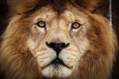 Lion king isolated on background.