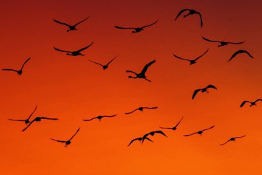 Pink flamingos flying into the setting sun.