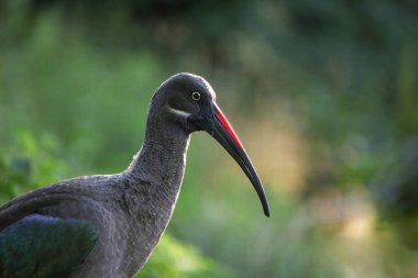 Color portrait of Ibise Hadada in its environment.