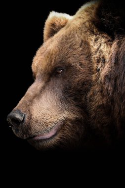 Brown bear with a drop on his nose with a black background.