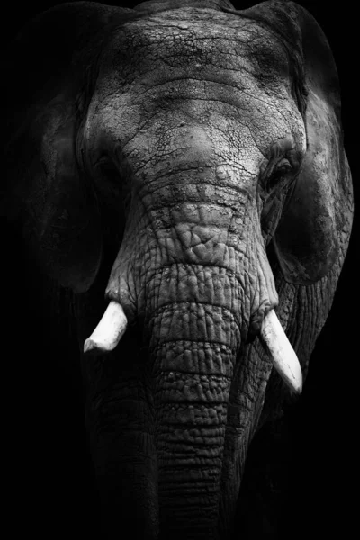 Black and white face elephant. Portrait african elephatn on the black background.