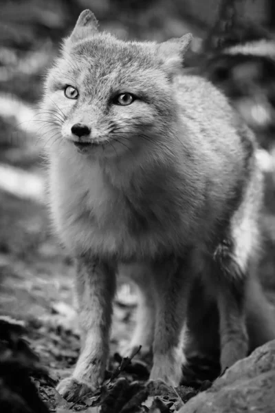 Korsak the fox, in black and white.