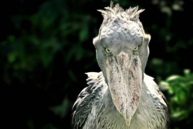 Bir ayakkabı gagası (Balaeniceps rex) bitkilerle çevrili ve bekliyor..