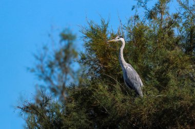 Gri balıkçıl mavi gökyüzü olan bir ağaçta oturuyor..