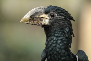 Gaganın izlediği boynuzun detaylarını kapat..