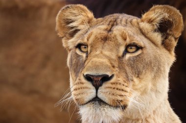 Colorful portrait of a lioness looking away.