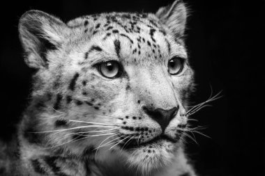Siyah beyaz leopar portresi. Panthera 'yı siyaha al. Tek renkli detaylar vahşi ve tehlikeli kedi.