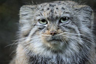 Portre manul, pallas cat veya felis. Vahşi kediyi detaylandır.